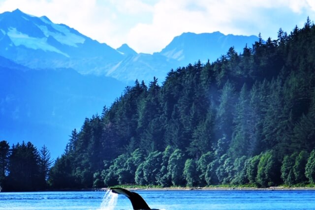 Top 5 reasons to cruise to Alaska