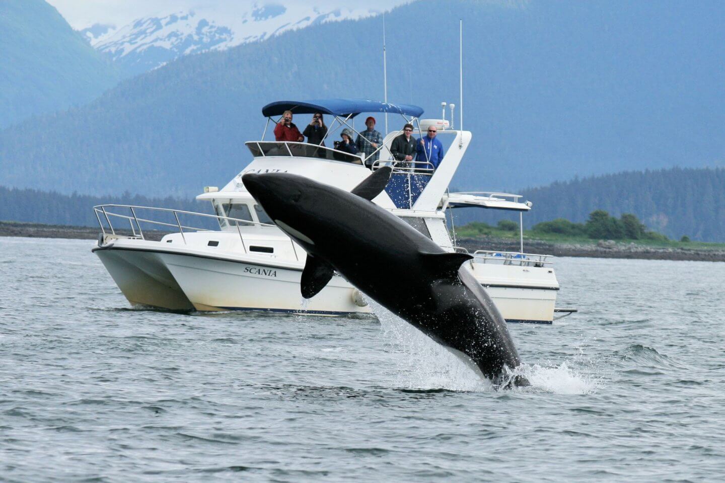 5 practical alaska whale tips