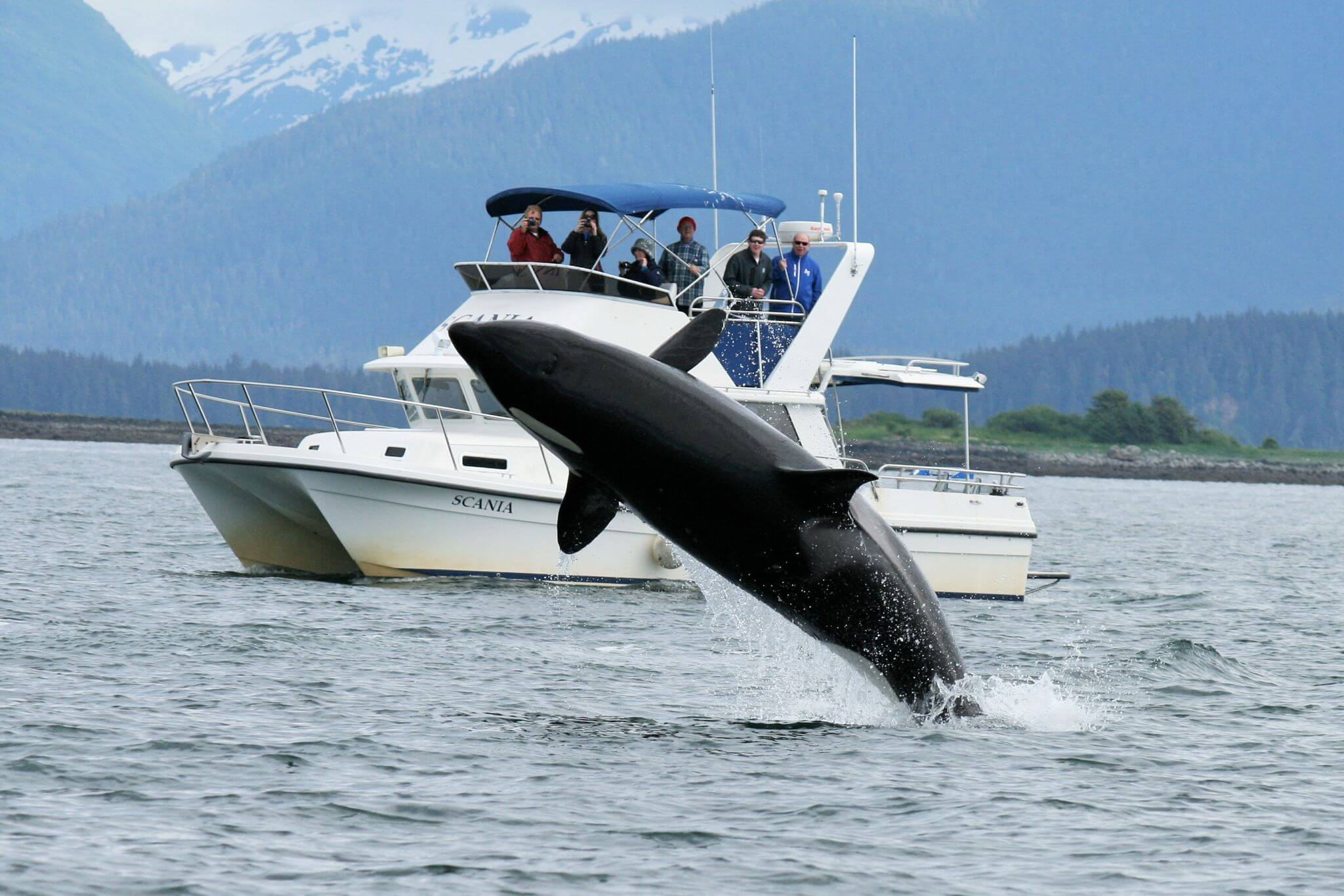 best alaska cruise port for whale watching