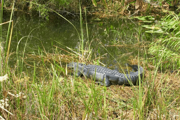 everaglades national park miami