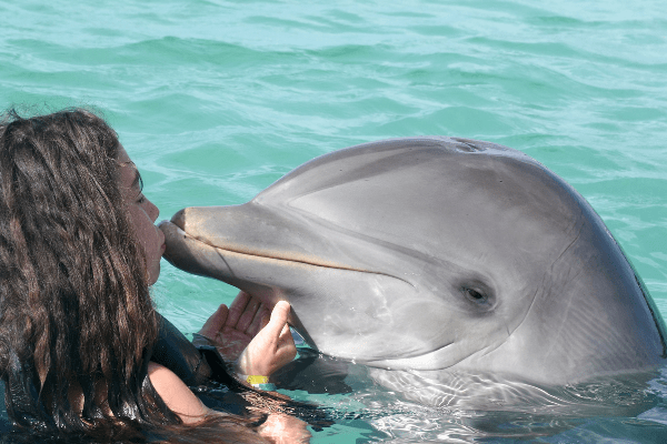 cruise excursion swimming with dolphins 